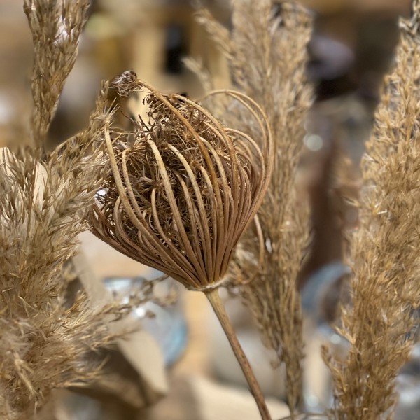 Natur Allium Zierlauch getrocknet