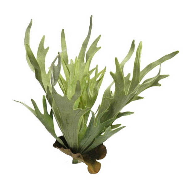 Kunstpflanze Farn, Geweihfarn grün-braun, 47cm, Pick