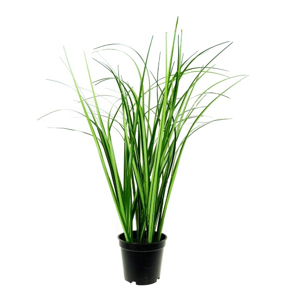 Deko Gras, 2-farbig grün, im Topf, 45cm
