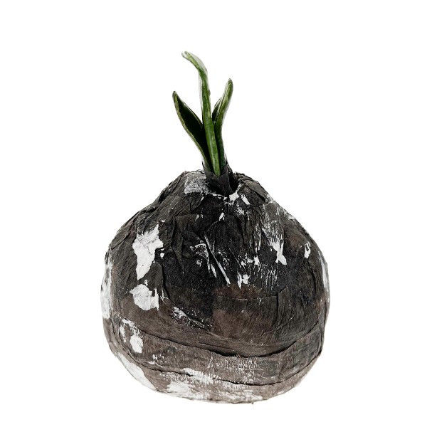 Amaryllis Zwiebel braun/schwarz