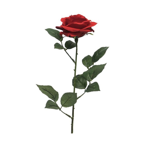Rose Dijon rot 64cm