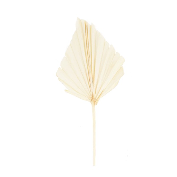 Palm Blatt Natur 30cm gebleicht DIJK
