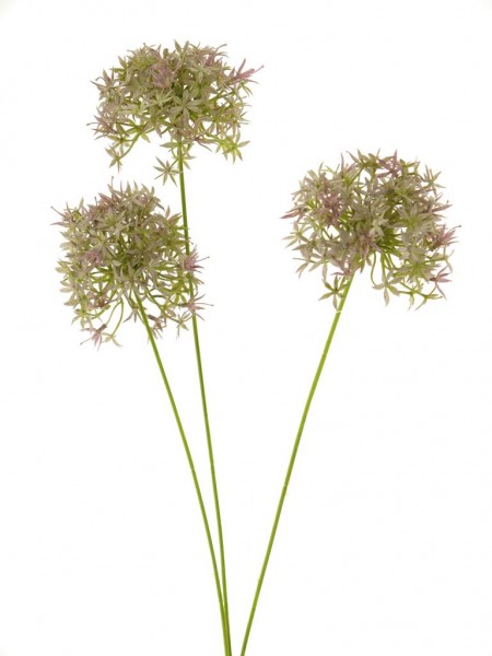 Zierlauch Riesen-Allium rosa/grün 64cm