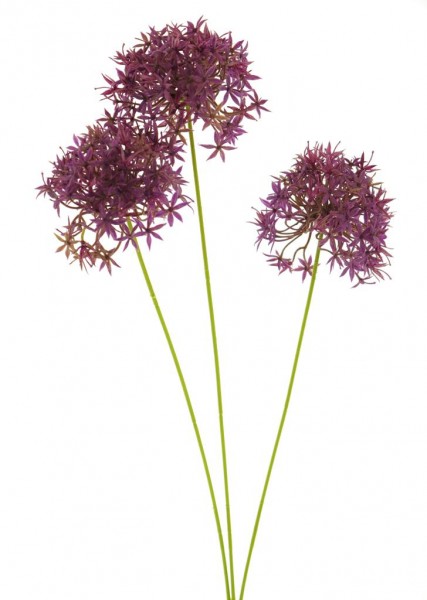 Zierlauch Riesen Allium purple 64cm
