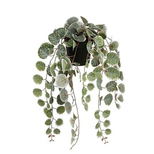 Kunstpflanze Leuchterblume Ceropegia woodii grüntöne im Topf, Hängepflanze, Mica Decorations