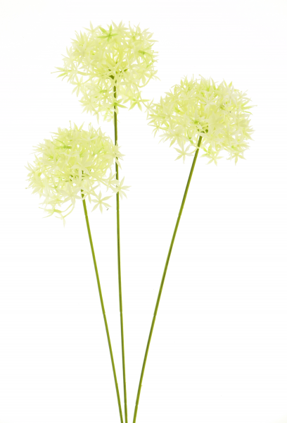 Zierlauch Riesen Allium creme 64cm